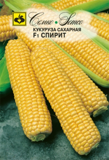 Picture of F1 sugar corn seeds