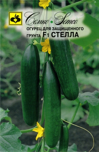 Picture of F1 STELLA Cucumber Seeds