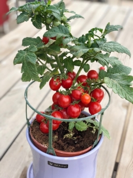 Picture of Little Star Seeds Tomato