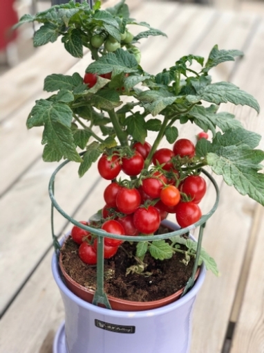 Picture of Little Star Seeds Tomato