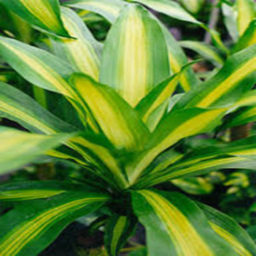 Picture of Dracaena