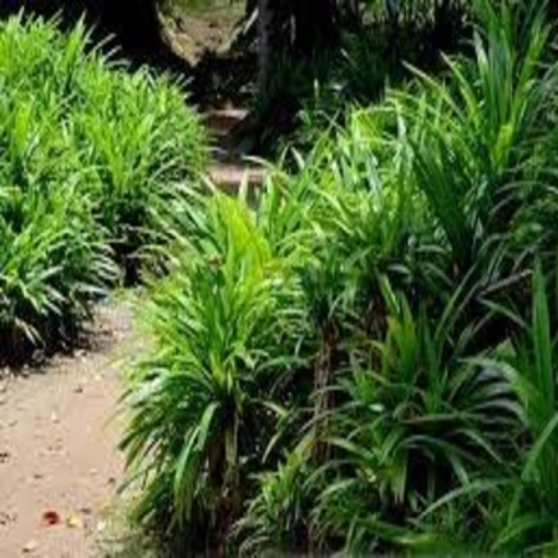 صورة بندانس %