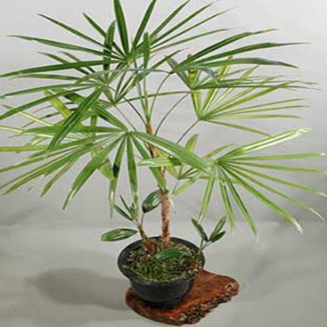 Picture of Palm rass%