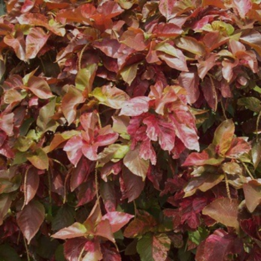 Picture of Pakistani & Natira