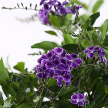 Picture of الدورانتا