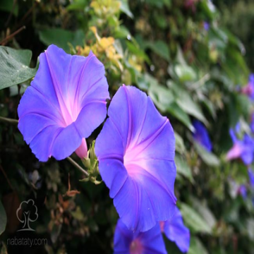 صورة ست الحسن