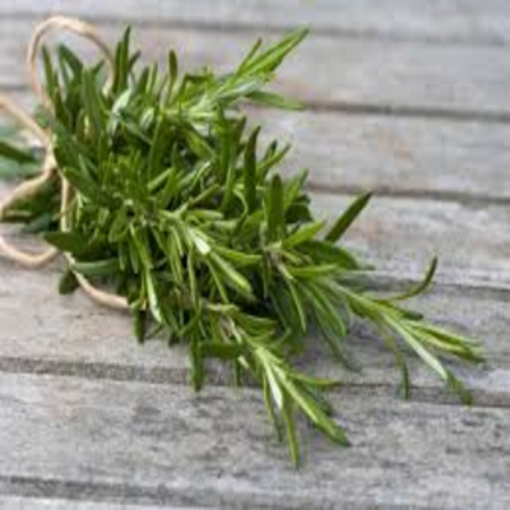 Picture of Rosemary