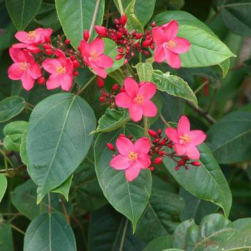 صورة جاتروفا