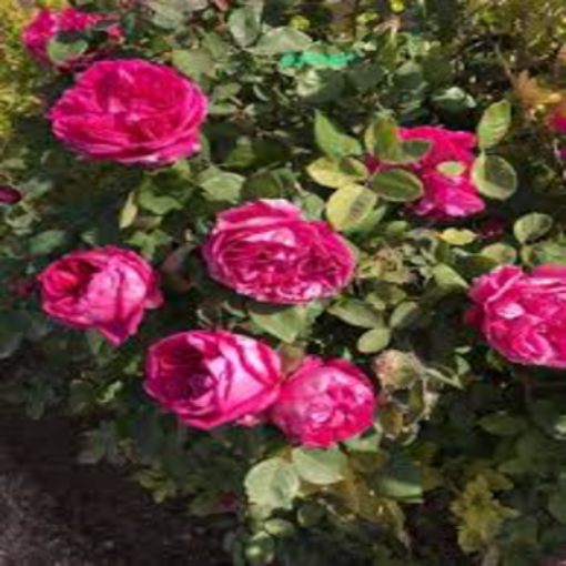 Picture of Tree rose Gori