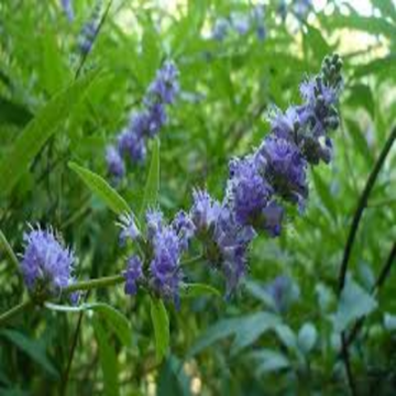 Picture of Mariam's palm