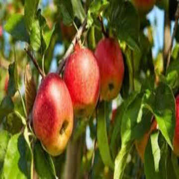 Picture of Apple tree