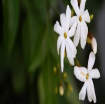Picture of Jasmine plant