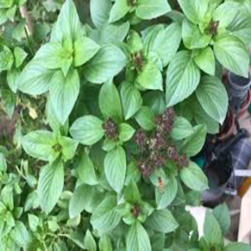 Picture of Bahraini Mashmoom