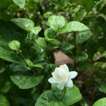 Picture of Phil Lebanese