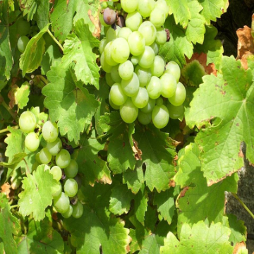 Picture of Grape