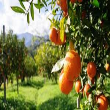 Picture of Orange tree
