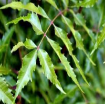 Picture of Neem tree
