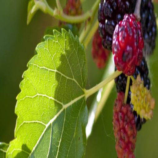 صورة شجرة التوت