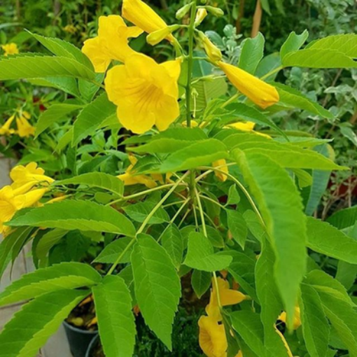 Picture of Acacia tree