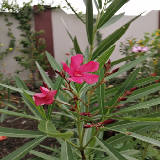 Picture of American Duffle
