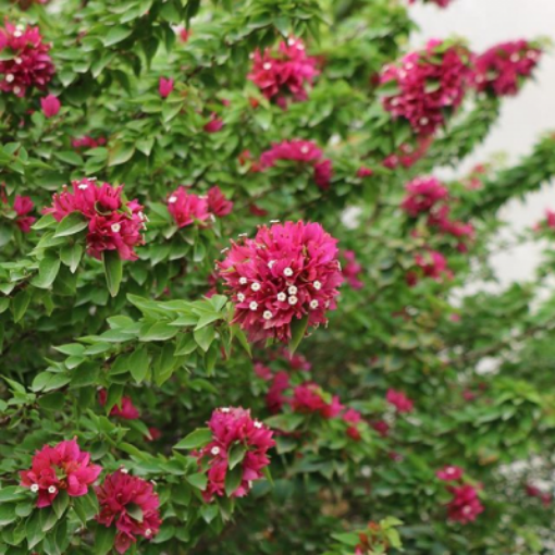 Picture of Crazy small dwarf%