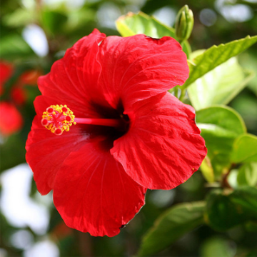 Picture of Hibiscus Rose