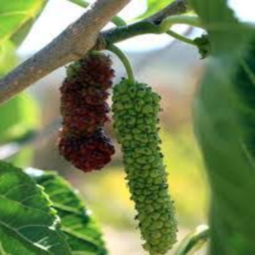 صورة توت امريكي