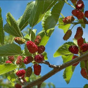 صورة توت ايراني