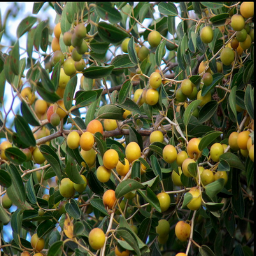 Picture of Kuwaiti Sidr