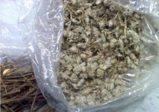 صورة رجل الأسد