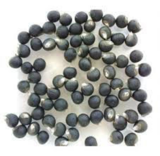 Picture of OKRA-1 بذور بامية بيضاء