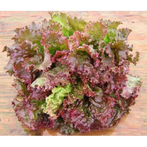 Picture of SEED- 17 خس احمرامريكي