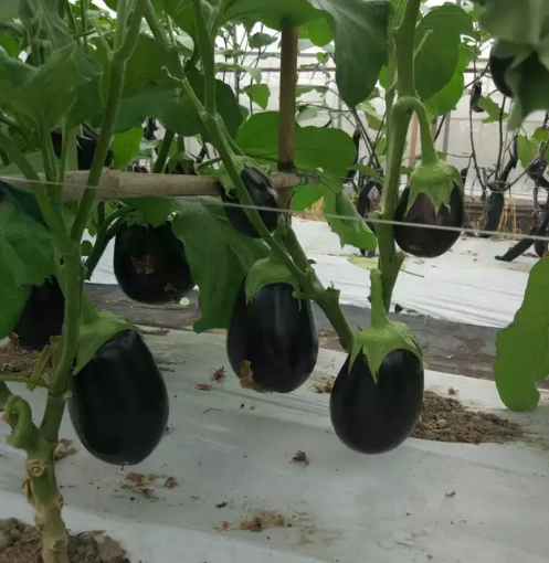 Picture of seed-10 باذنجان اسود عريض