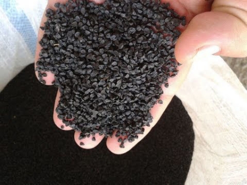 Picture of seed-11 بذور بصل اخضر