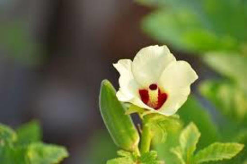 Picture of SEED-16 بذور بامية هندية