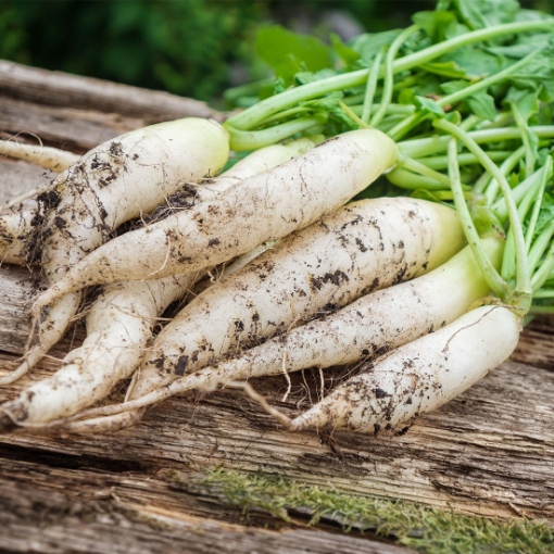 Picture of SEED-20 فجل ابيض امريكي