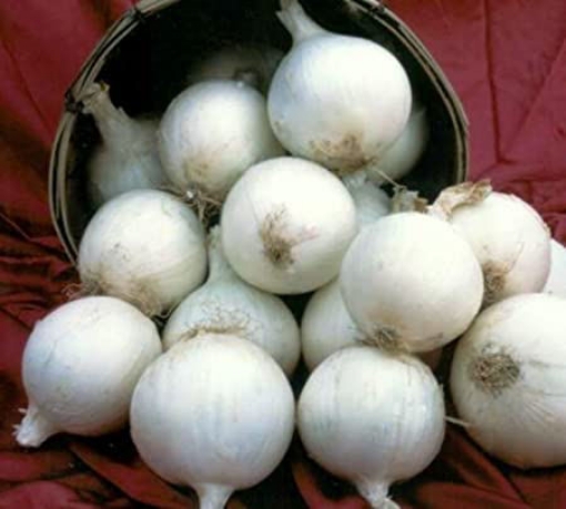 Picture of SEED-23 بصل ابيض اسباني