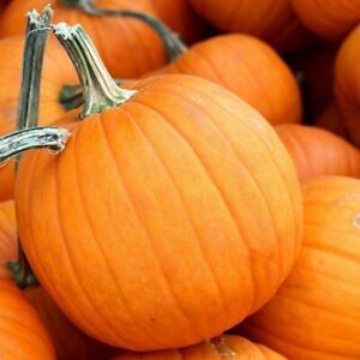 Picture of SEED-27 قرع عسلي امريكي