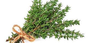 صورة seed-37 بذور زعتر