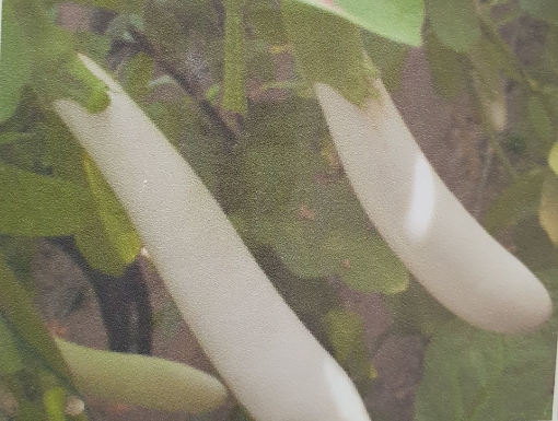 Picture of seed-42 باذنجان ابيض NE04