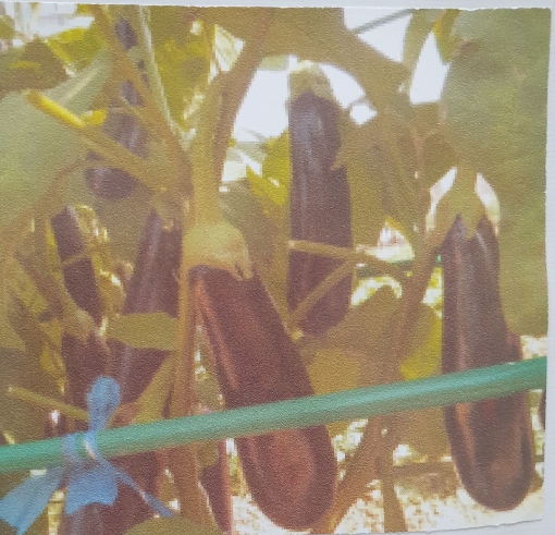 Picture of seed-44باذنجان بنفسجي ME19