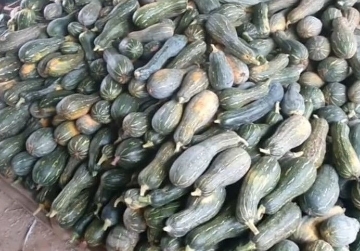 صورة SEED-9 بذور قرع عسلي