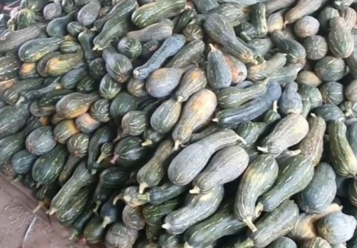 Picture of SEED-9 بذور قرع عسلي